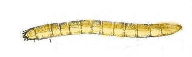 Closeup image of a wireworm